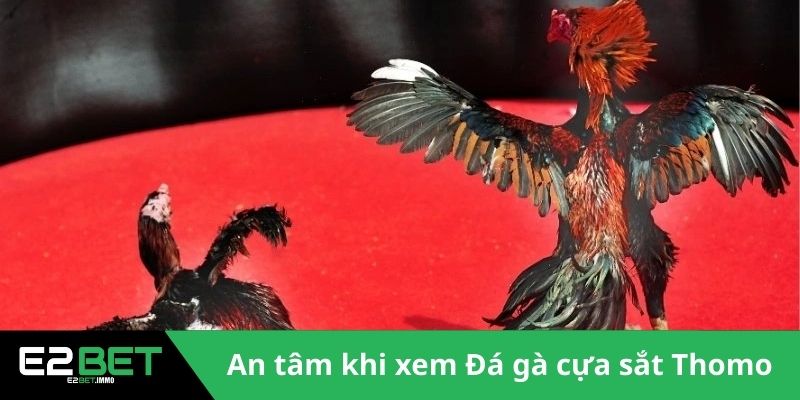 Đá Gà Cựa Sắt Thomo - Trận Chiến Rực Lửa Tại Đấu Trường Tại E2BET - SLOTVEXA99
