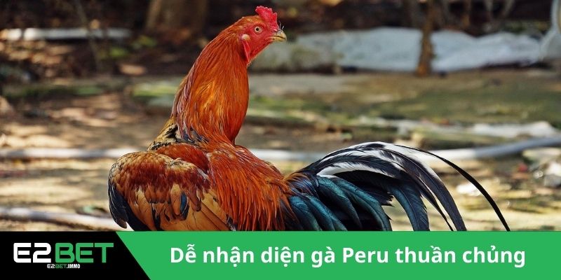 Gà Chiến Peru - E2BET Bật Mí Đặc Điểm Vượt Trội Trên Đấu Trường - SLOTVEXA99 Gà Chiến Peru - E2BET Bật Mí Đặc Điểm Vượt Trội Trên Đấu Trường - SLOTVEXA99