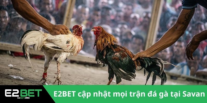 Đấu Trường Savan - Sức Hút Của Những Trận Chiến Kê Tại Lào Tại E2BET - SLOTVEXA99 Đấu Trường Savan - Sức Hút Của Những Trận Chiến Kê Tại Lào Tại E2BET - SLOTVEXA99