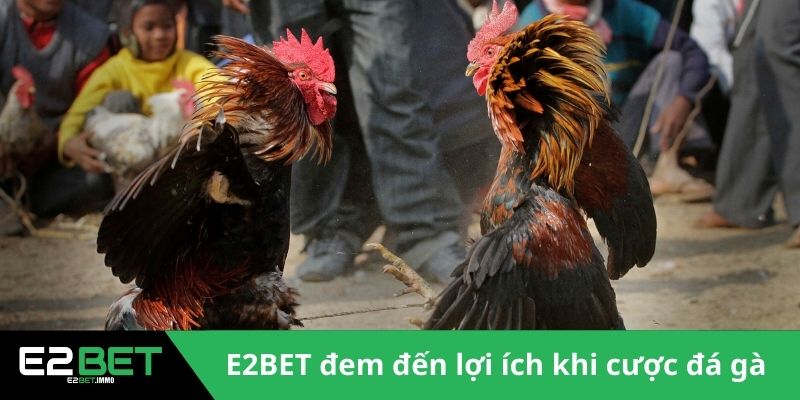 Đá Gà Cựa Dao Trực Tiếp | Trận Chiến Sinh Tử Kịch Tính Tại E2BET - SLOTVEXA99 Đá Gà Cựa Dao Trực Tiếp | Trận Chiến Sinh Tử Kịch Tính Tại E2BET - SLOTVEXA99