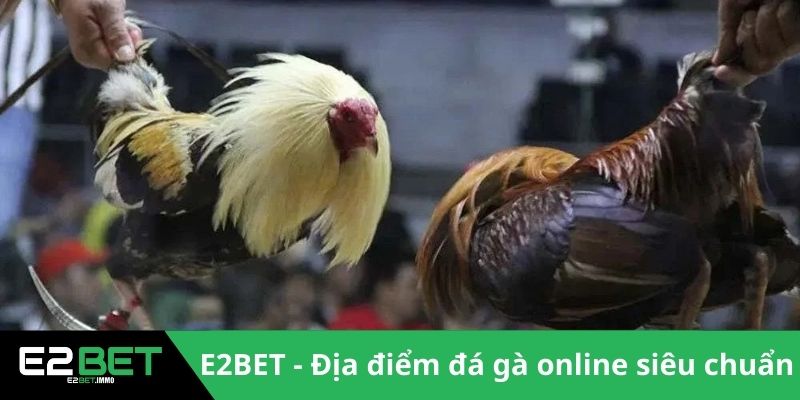 Giải CPC4 Đá Gà | Những Màn So Tài Đỉnh Cao Tại Thomo - SLOTVEXA99