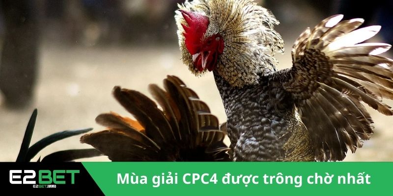 Giải CPC4 Đá Gà | Những Màn So Tài Đỉnh Cao Tại Thomo - SLOTVEXA99