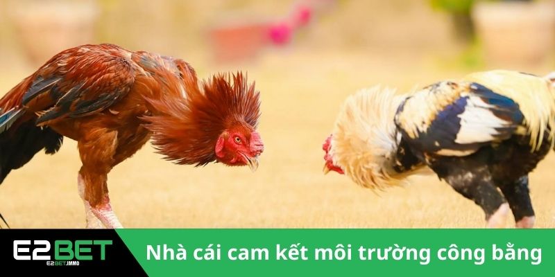 Đá Gà Cựa Sắt Thomo - Trận Chiến Rực Lửa Tại Đấu Trường Tại E2BET - SLOTVEXA99