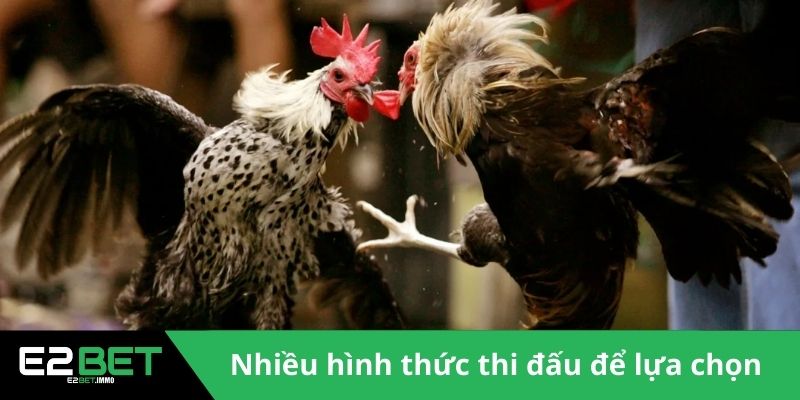 Đá Gà E2BET - Sân Chơi Kịch Tính Và Minh Bạch Cho Bạn - SLOTVEXA99 Đá Gà E2BET - Sân Chơi Kịch Tính Và Minh Bạch Cho Bạn - SLOTVEXA99