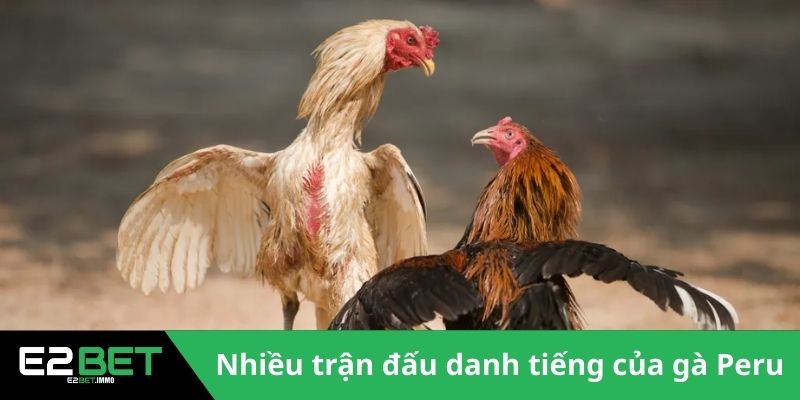 Gà Chiến Peru - E2BET Bật Mí Đặc Điểm Vượt Trội Trên Đấu Trường - SLOTVEXA99 Gà Chiến Peru - E2BET Bật Mí Đặc Điểm Vượt Trội Trên Đấu Trường - SLOTVEXA99