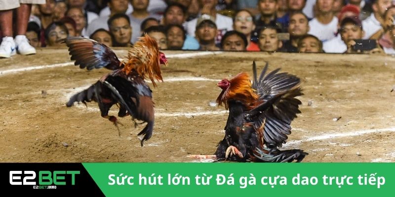 Đá Gà Cựa Dao Trực Tiếp | Trận Chiến Sinh Tử Kịch Tính Tại E2BET - SLOTVEXA99 Đá Gà Cựa Dao Trực Tiếp | Trận Chiến Sinh Tử Kịch Tính Tại E2BET - SLOTVEXA99