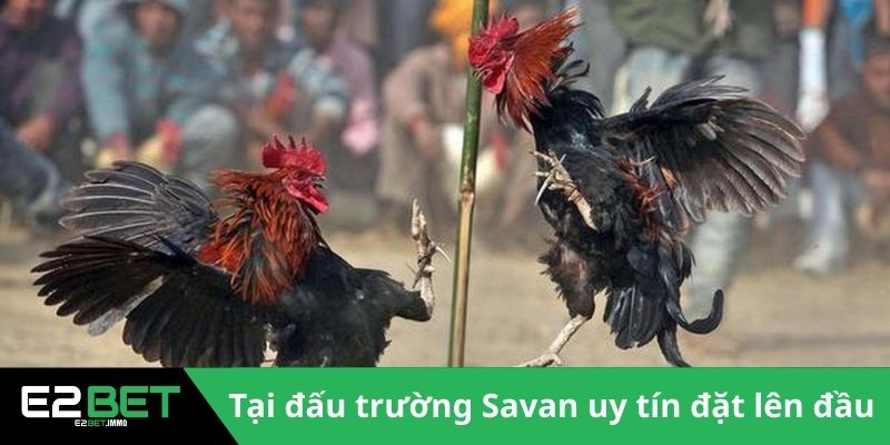 Đấu Trường Savan - Sức Hút Của Những Trận Chiến Kê Tại Lào Tại E2BET - SLOTVEXA99 Đấu Trường Savan - Sức Hút Của Những Trận Chiến Kê Tại Lào Tại E2BET - SLOTVEXA99