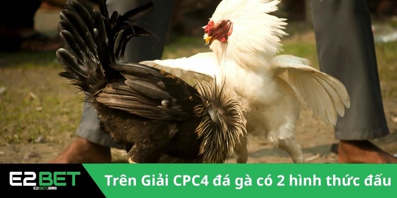 Giải CPC4 Đá Gà | Những Màn So Tài Đỉnh Cao Tại Thomo - SLOTVEXA99
